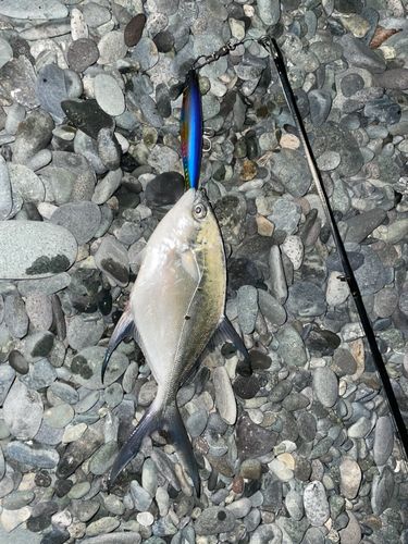 コバンアジの釣果