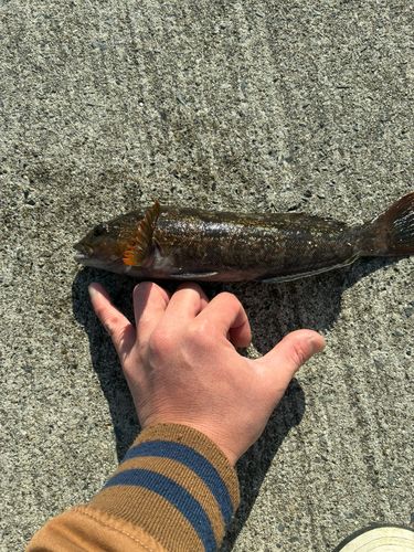 アイナメの釣果