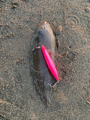 シタビラメの釣果