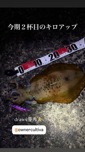 アオリイカの釣果