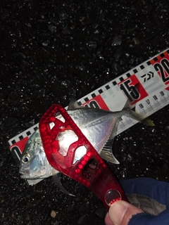 ロウニンアジの釣果