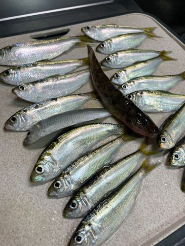 若洲海浜公園海釣り施設