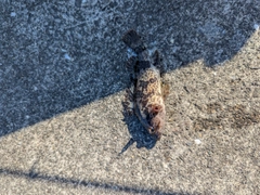 タケノコメバルの釣果