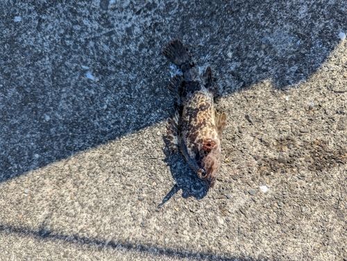 タケノコメバルの釣果