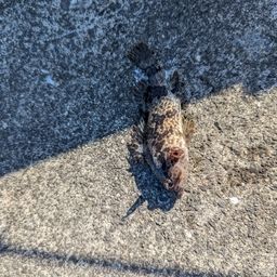 タケノコメバル