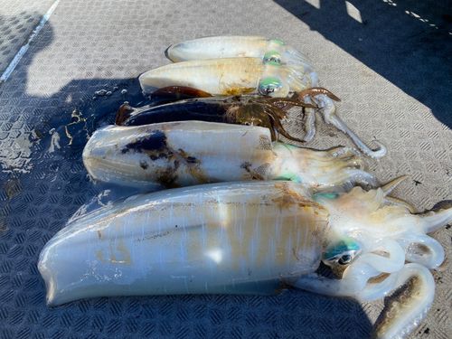 アオリイカの釣果