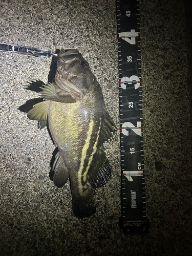 シマソイの釣果