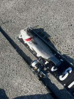 ヒラスズキの釣果