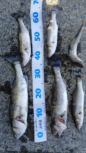 シーバスの釣果