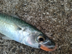 ゴマサバの釣果