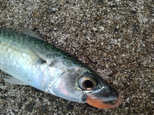 ゴマサバの釣果