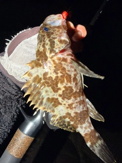 ベッコウゾイの釣果