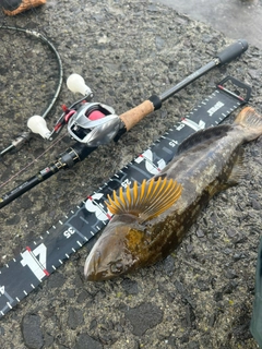 アブラコの釣果