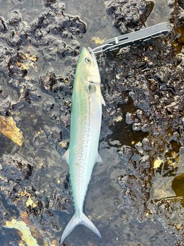 ホウボウの釣果