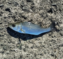 ヒラスズキの釣果