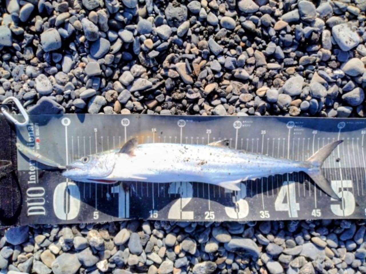 DAIWA 23シーバスフラット X 100Mの最安値・インプレ・釣果 | 本音の