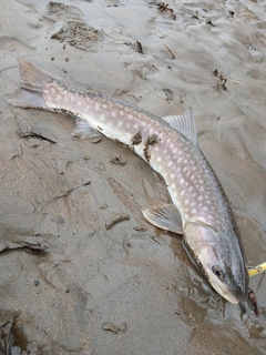 アメマスの釣果