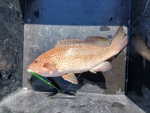 オオモンハタの釣果