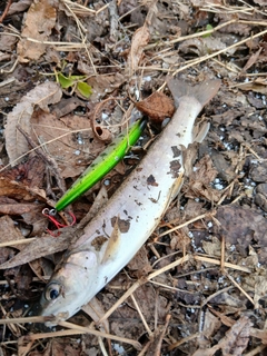 エゾイワナの釣果