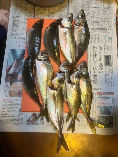 アジの釣果