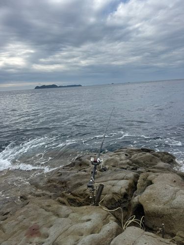 アオブダイの釣果