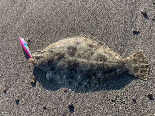 ヒラメの釣果