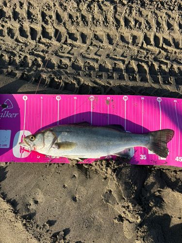 フッコ（マルスズキ）の釣果