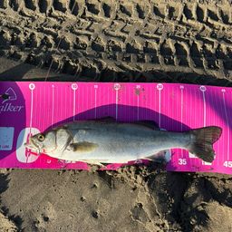 フッコ（マルスズキ）