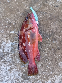 アカハタの釣果