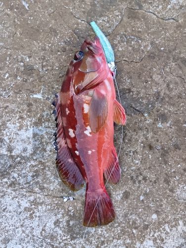 アカハタの釣果