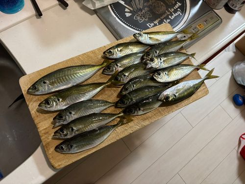 アジの釣果