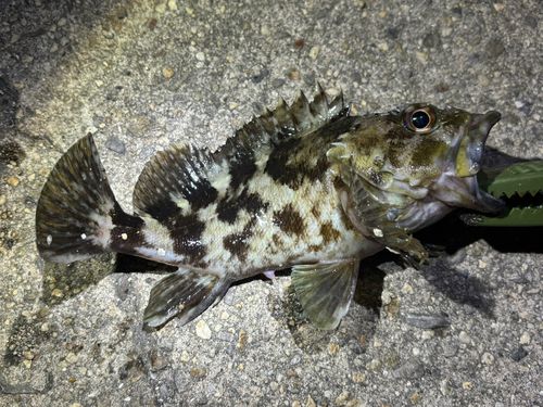 タケノコメバルの釣果