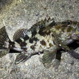 タケノコメバル