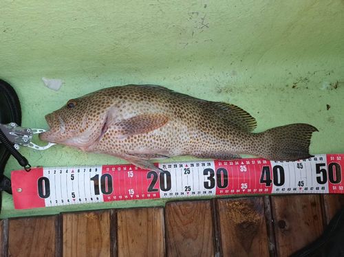 オオモンハタの釣果