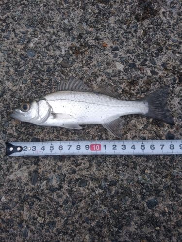 セイゴ（マルスズキ）の釣果