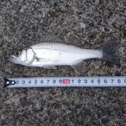 セイゴ（マルスズキ）