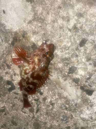 アラカブの釣果