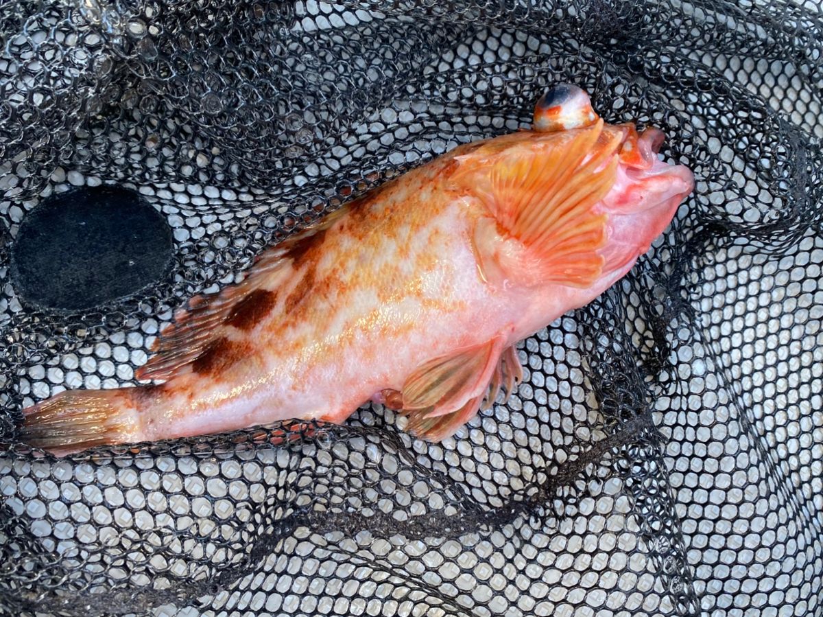 ちぬだんごさんの釣果 1枚目の画像