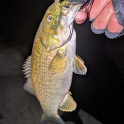 スモールマウスバス