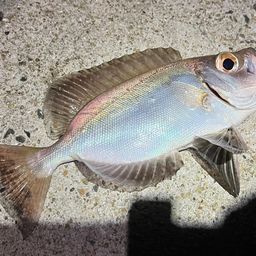 ホウセキキントキ