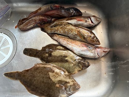 マコガレイの釣果