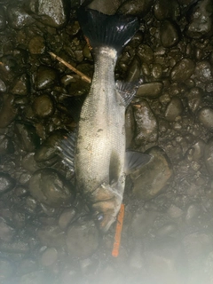 ヒラスズキの釣果