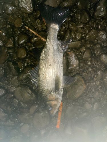ヒラスズキの釣果