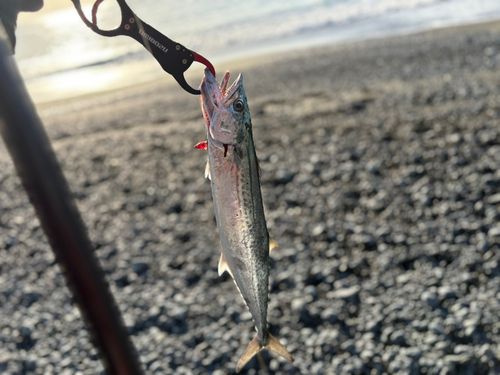 サゴシの釣果