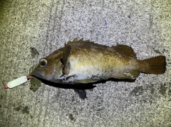 エゾメバルの釣果