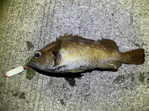エゾメバルの釣果