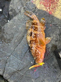 キジハタの釣果