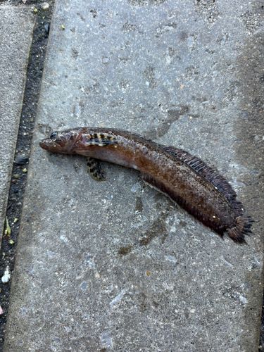 バ ン ビ ー ♡さんの2025年11月30日(日)の釣行(福岡県 - 赤坂海岸