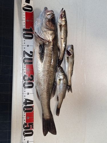 セイゴ（マルスズキ）の釣果
