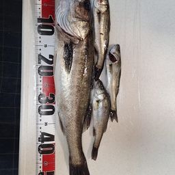 セイゴ（マルスズキ）